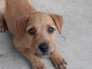 Cachorro raça SRD idade 2 a 6 meses nome Sem nomes