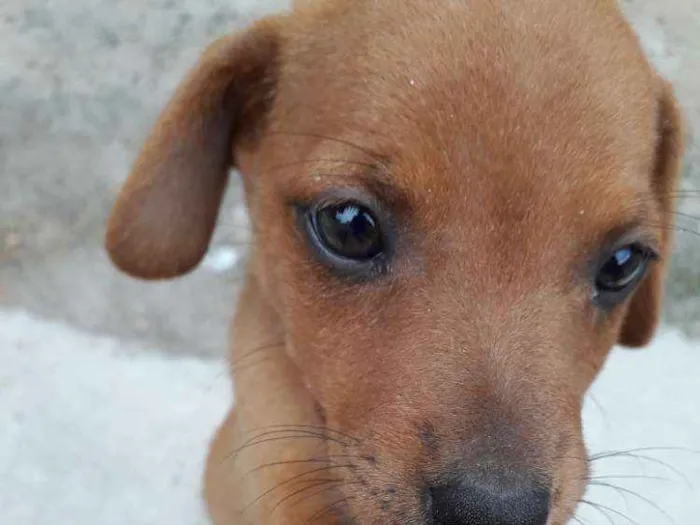 Cachorro raça SRD idade 2 a 6 meses nome Sem nomes