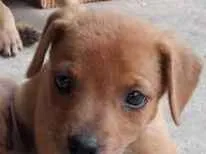 Cachorro raça SRD idade 2 a 6 meses nome Sem nomes