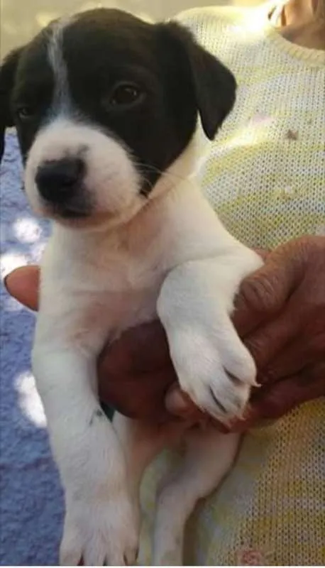 Cachorro raça  idade Abaixo de 2 meses nome Vários