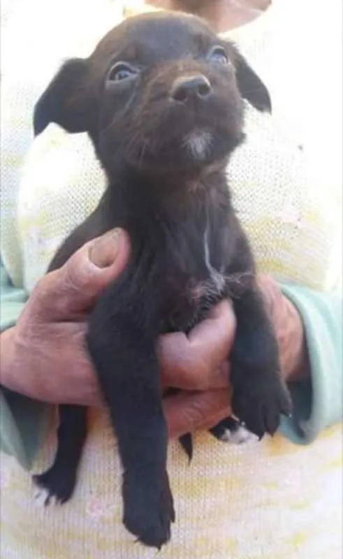 Cachorro raça  idade Abaixo de 2 meses nome Vários