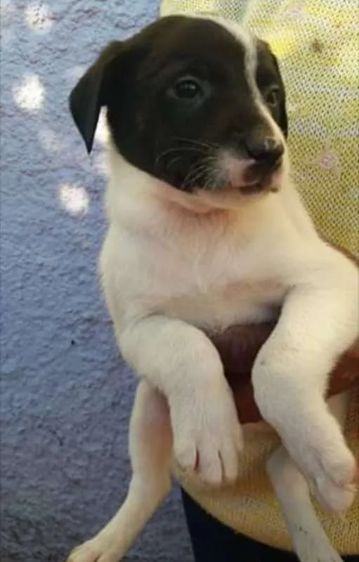 Cachorro raça  idade Abaixo de 2 meses nome Vários