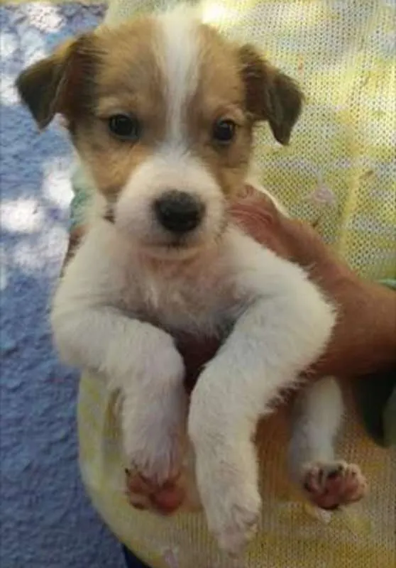 Cachorro raça  idade Abaixo de 2 meses nome Vários