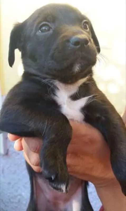Cachorro raça  idade Abaixo de 2 meses nome Vários