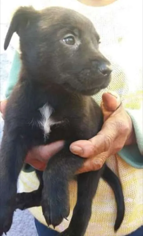 Cachorro raça  idade Abaixo de 2 meses nome Vários