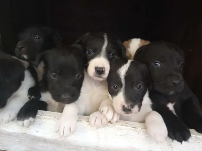 Cachorro raça  idade Abaixo de 2 meses nome Vários