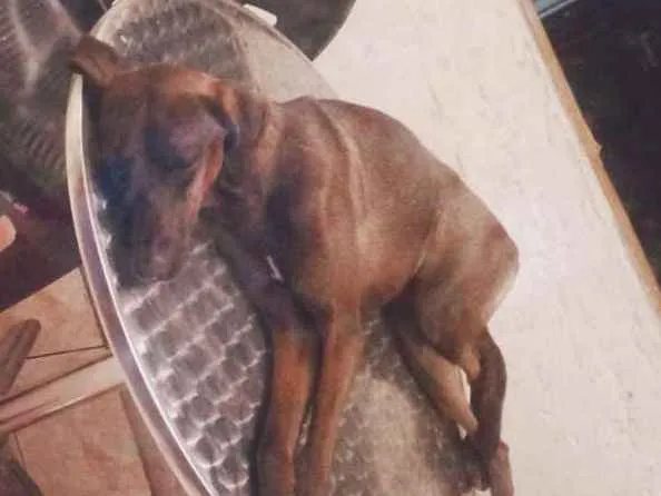 Cachorro raça Vira lata idade 2 anos nome Pretinha