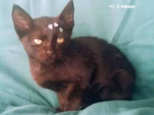 Gato raça SRD idade 2 a 6 meses nome Anjinhos abandonados