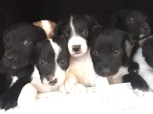 Cachorro raça  idade Abaixo de 2 meses nome Vários
