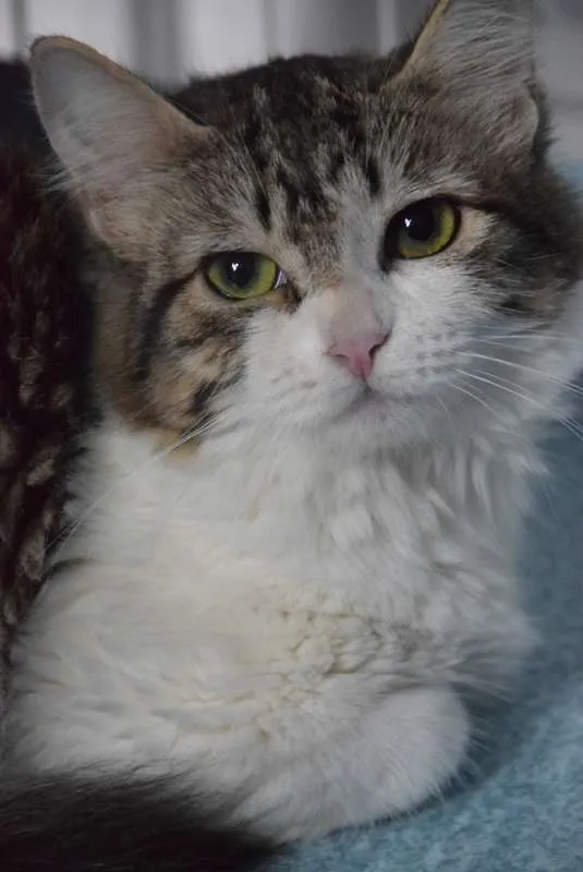 Gato ra a SRD idade 2 a 6 meses nome MADALENA TIGRESA