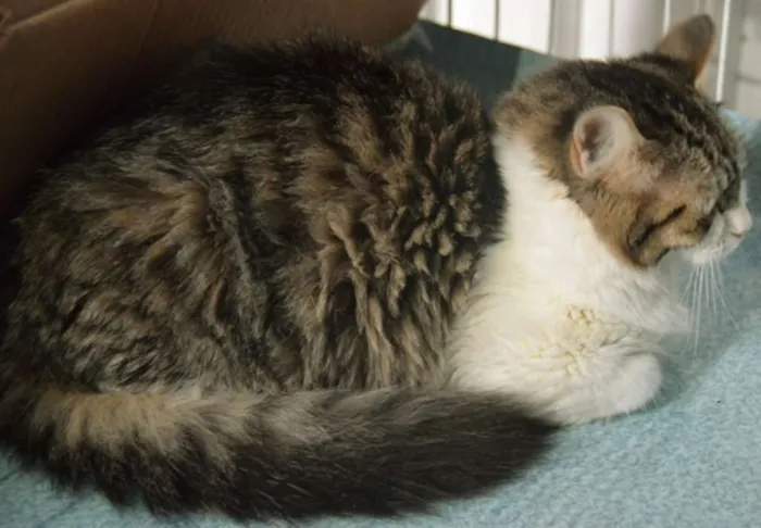Gato ra a SRD idade 2 a 6 meses nome MADALENA TIGRESA