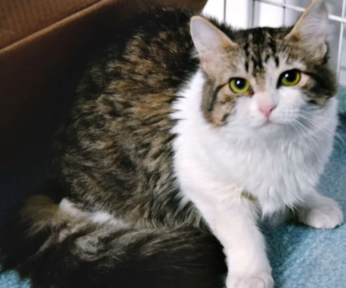 Gato ra a SRD idade 2 a 6 meses nome MADALENA TIGRESA