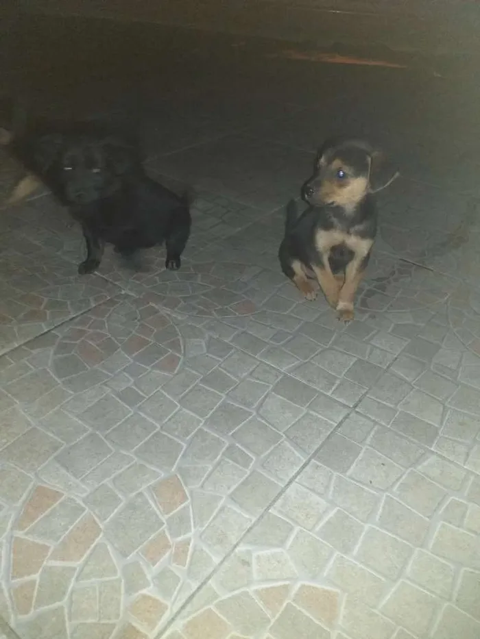 Cachorro ra a Chuchu com viralata idade Abaixo de 2 meses nome Filhotes