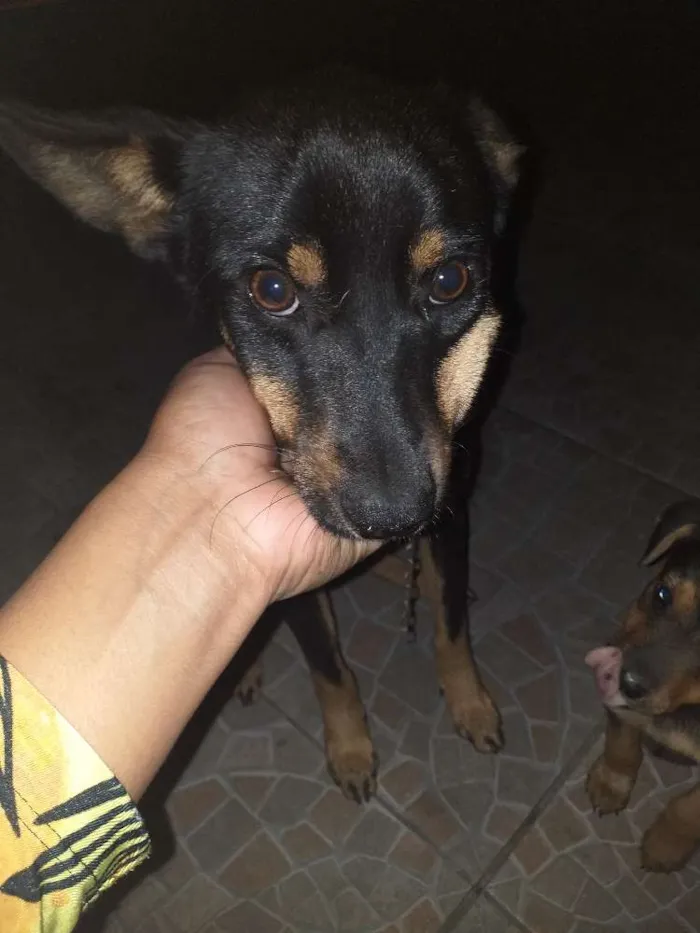 Cachorro ra a Chuchu com viralata idade Abaixo de 2 meses nome Filhotes