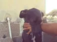 Cachorro raça Vira lata idade 2 anos nome Pretinha