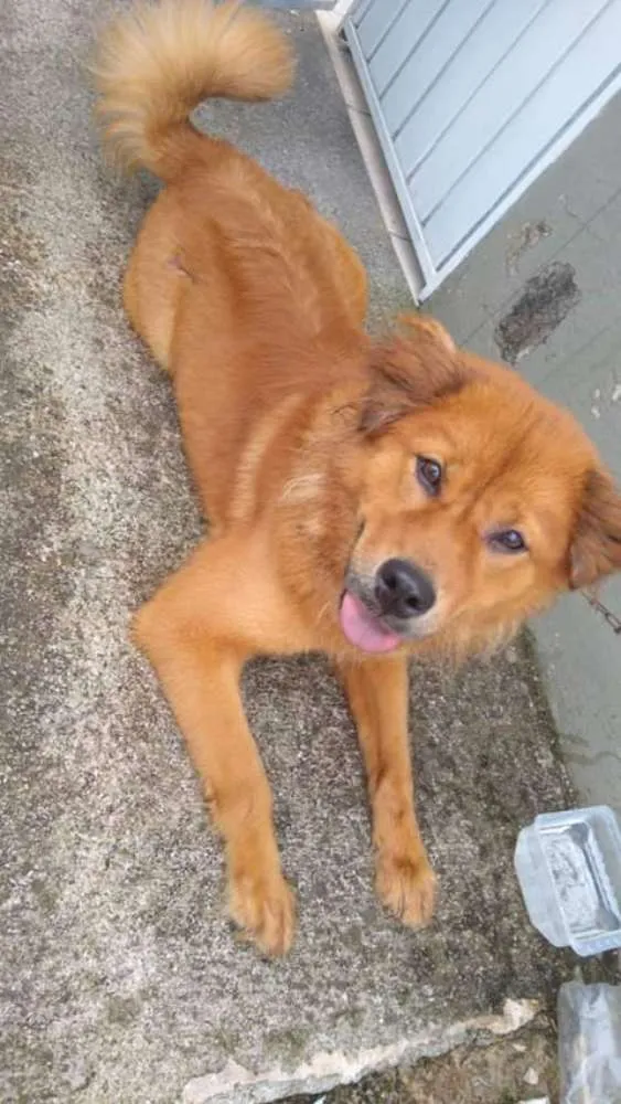 Cachorro ra a Chowchow com pitbull idade 1 ano nome Mel