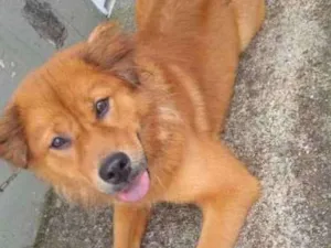 Cachorro raça Chowchow com pitbull idade 1 ano nome Mel