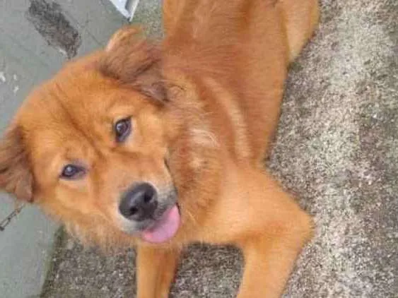 Cachorro ra a Chowchow com pitbull idade 1 ano nome Mel