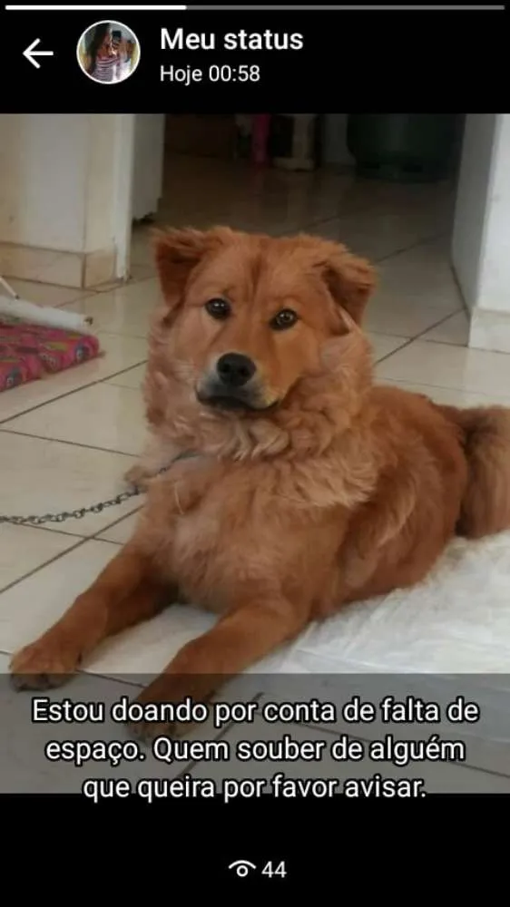 Cachorro ra a Chowchow com pitbull idade 1 ano nome Mel
