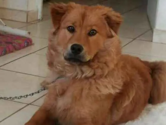 Cachorro ra a Chowchow com pitbull idade 1 ano nome Mel