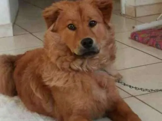 Cachorro ra a Chowchow com pitbull idade 1 ano nome Mel
