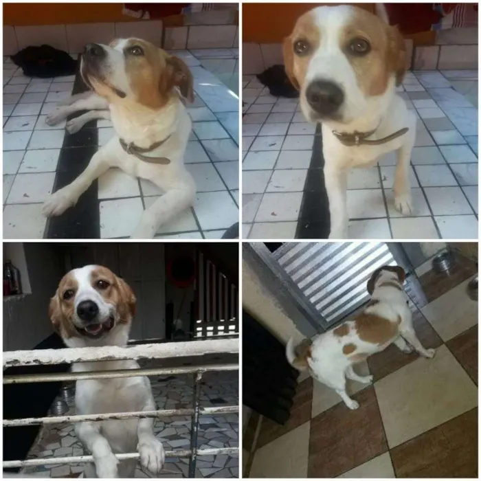 Cachorro ra a Vira lata idade 2 anos nome Mel