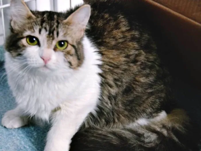 Gato ra a SRD idade 2 a 6 meses nome MADALENA TIGRESA