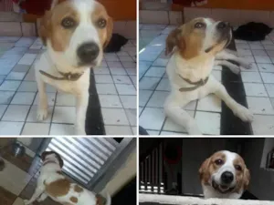 Cachorro raça Vira lata idade 2 anos nome Mel
