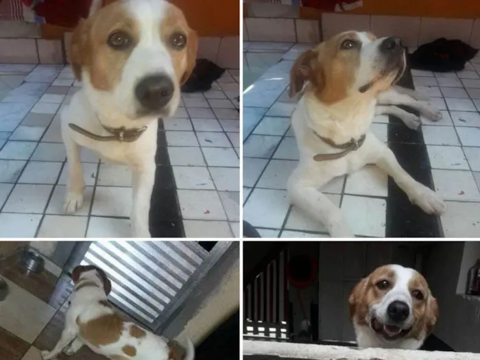 Cachorro ra a Vira lata idade 2 anos nome Mel