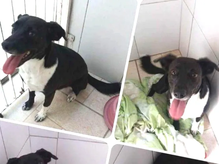 Cachorro ra a SRD idade 2 anos nome PAOLA