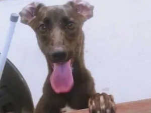 Cachorro raça Vira lata idade 2 anos nome Pretinha