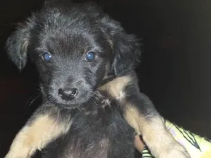 Cachorro raça Chuchu com viralata idade Abaixo de 2 meses nome Filhotes