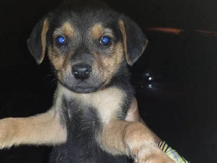 Cachorro ra a Chuchu com viralata idade Abaixo de 2 meses nome Filhotes