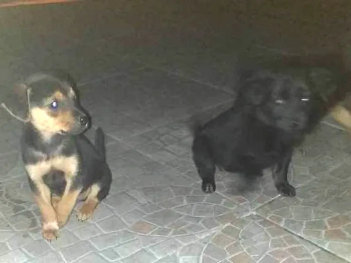 Cachorro ra a Chuchu com viralata idade Abaixo de 2 meses nome Filhotes