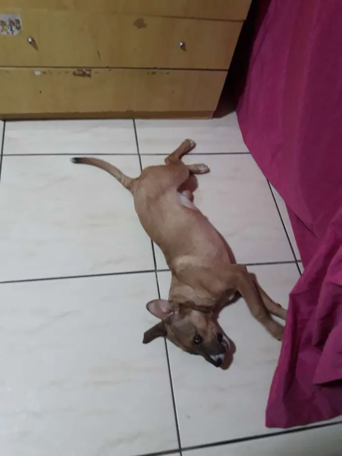 Cachorro ra a Sem raça definida idade 2 a 6 meses nome Linda