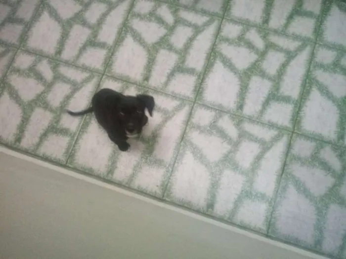 Cachorro ra a Vira lata idade 2 a 6 meses nome Luna