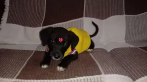 Cachorro raça Vira lata idade 2 a 6 meses nome Luna