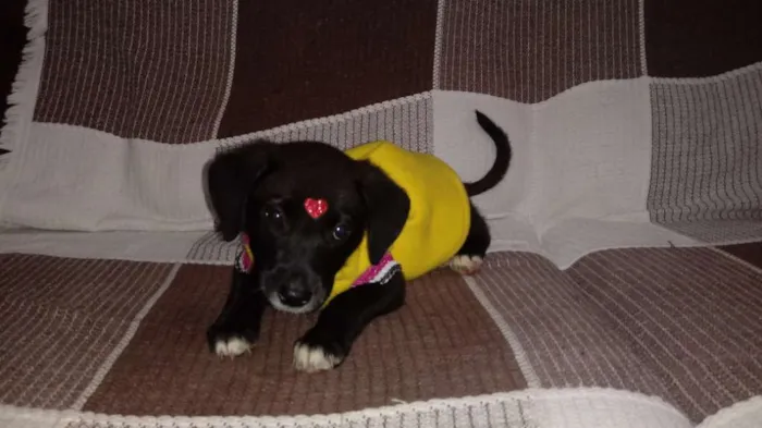 Cachorro ra a Vira lata idade 2 a 6 meses nome Luna