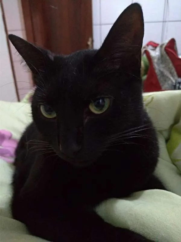 Gato ra a vira lata idade 2 anos nome Sirius