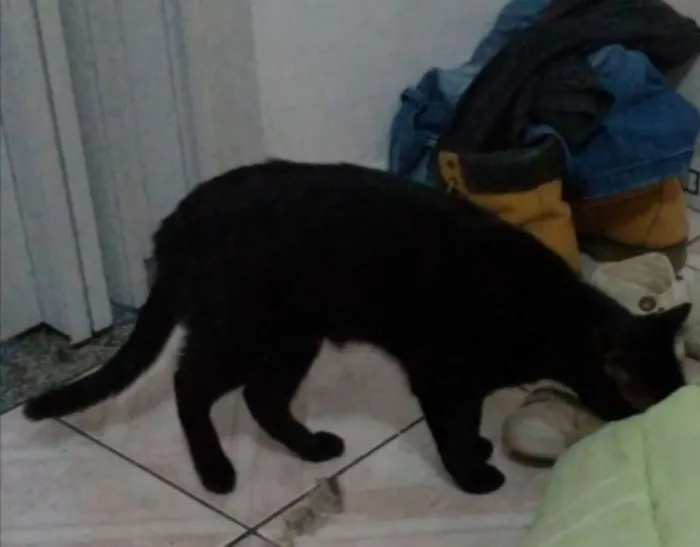 Gato ra a vira lata idade 2 anos nome Sirius