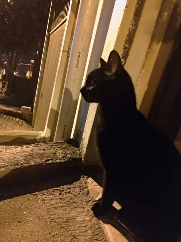 Gato ra a vira lata idade 2 anos nome Sirius