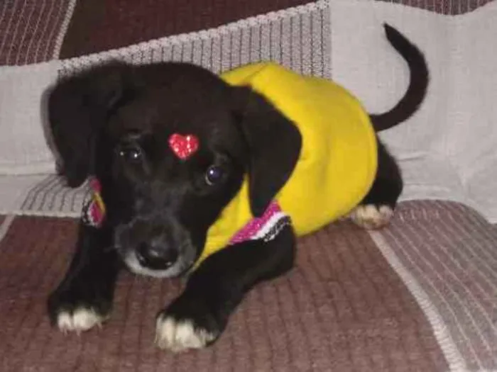 Cachorro ra a Vira lata idade 2 a 6 meses nome Luna