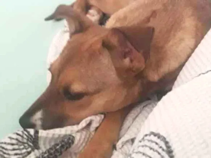 Cachorro ra a Sem raça definida idade 2 a 6 meses nome Linda