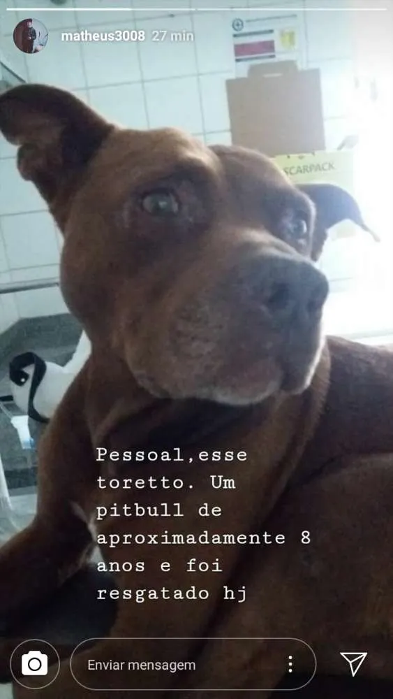 Cachorro ra a Pitbull idade 6 ou mais anos nome Brownie