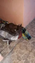 Brownie