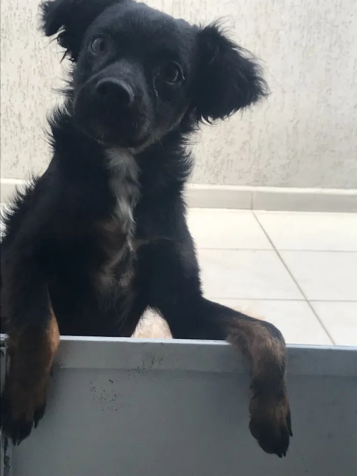 Cachorro ra a  idade 7 a 11 meses nome Bethoven 