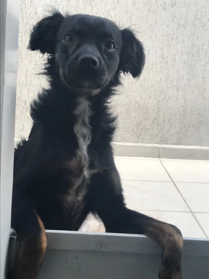 Cachorro ra a  idade 7 a 11 meses nome Bethoven 