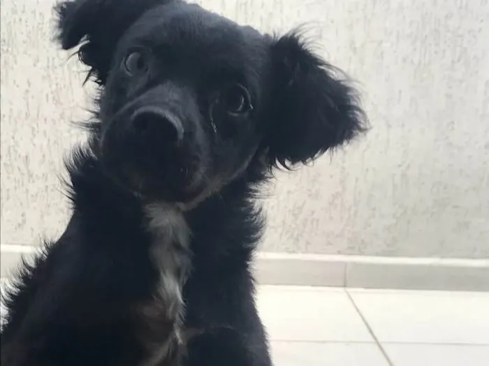 Cachorro ra a  idade 7 a 11 meses nome Bethoven 
