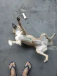 --
