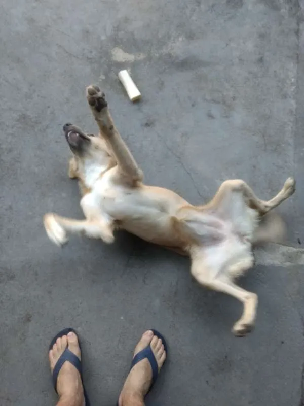 Cachorro raça  idade  nome --